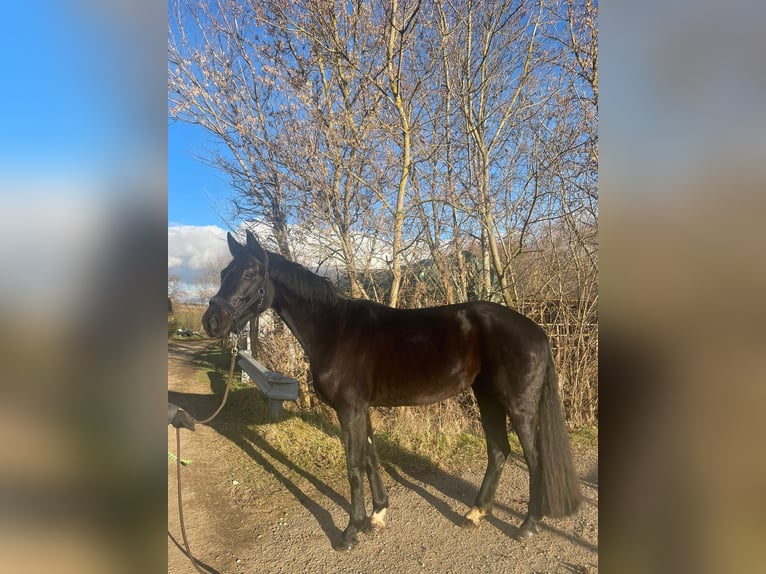 Österreichisches Warmblut Stute 5 Jahre 165 cm Rappe in Retz