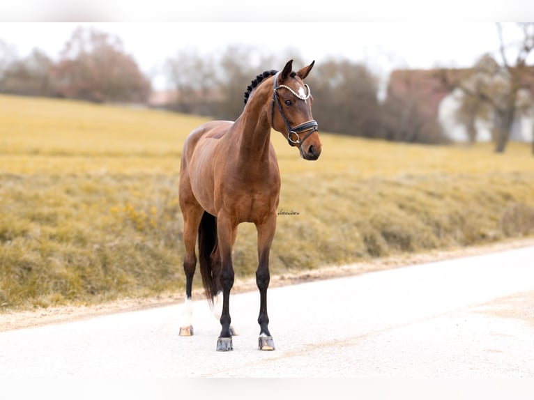 Österreichisches Warmblut Stute 5 Jahre 167 cm Brauner in Lehrberg