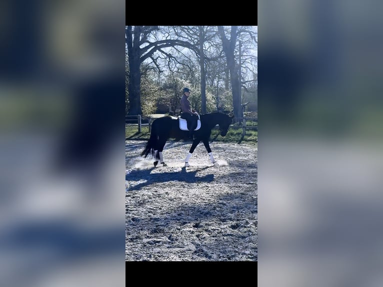 Österreichisches Warmblut Stute 5 Jahre 167 cm Dunkelbrauner in Ibbenbüren
