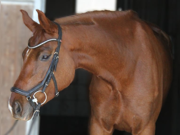 Österreichisches Warmblut Stute 5 Jahre 167 cm Fuchs in Winhöring