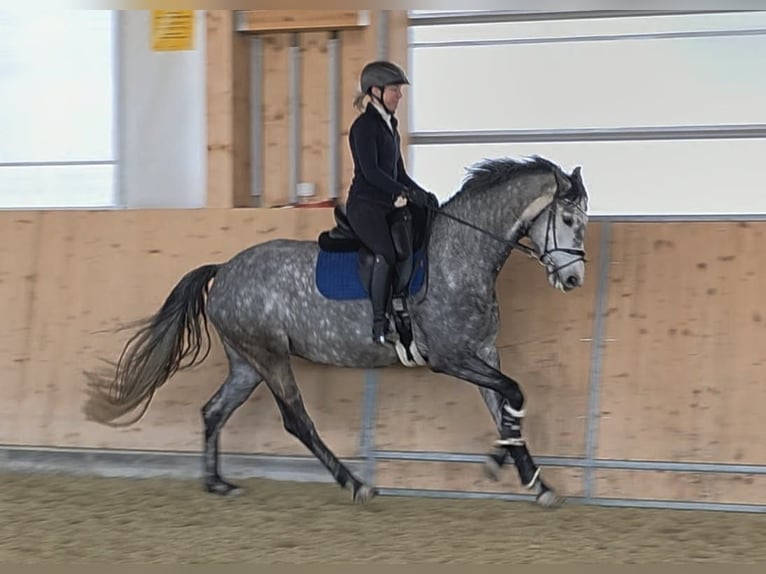 Österreichisches Warmblut Stute 5 Jahre 167 cm Schimmel in Wolfsbach