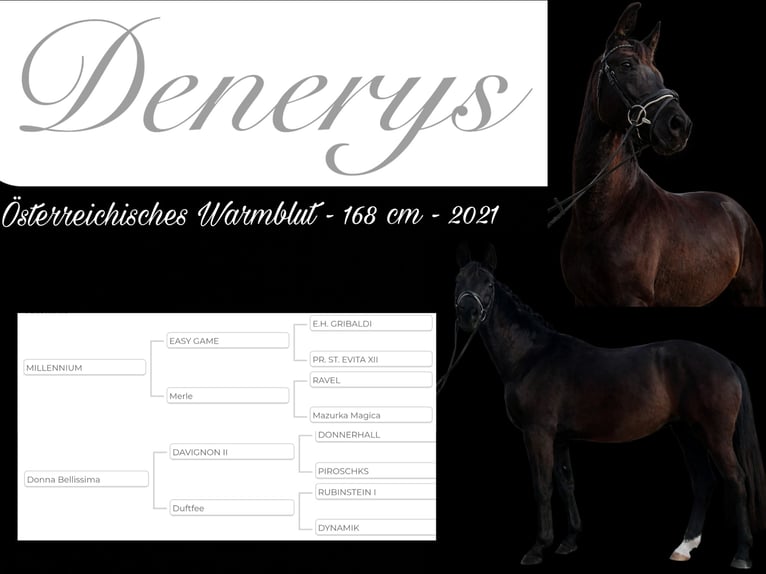 Österreichisches Warmblut Stute 5 Jahre 168 cm Rappe in St. Thomas