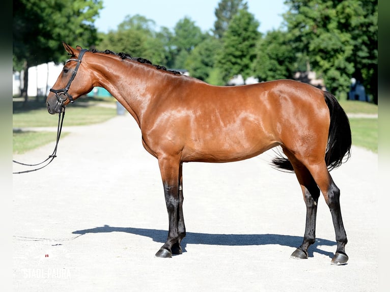 Österreichisches Warmblut Stute 5 Jahre 170 cm Brauner in Stadl-Paura