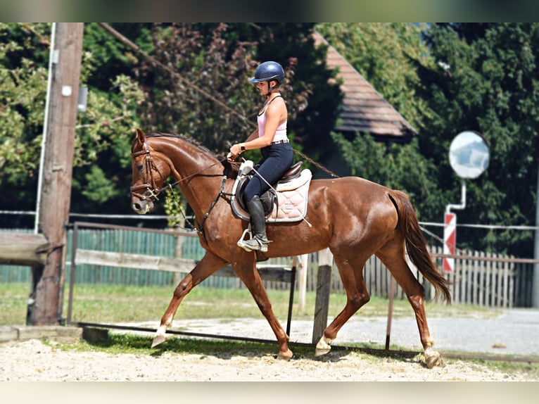 Österreichisches Warmblut Stute 5 Jahre 170 cm Dunkelfuchs in Waldhausen