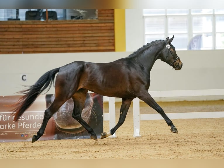 Österreichisches Warmblut Stute 5 Jahre 170 cm Schwarzbrauner in Berg im Attergau