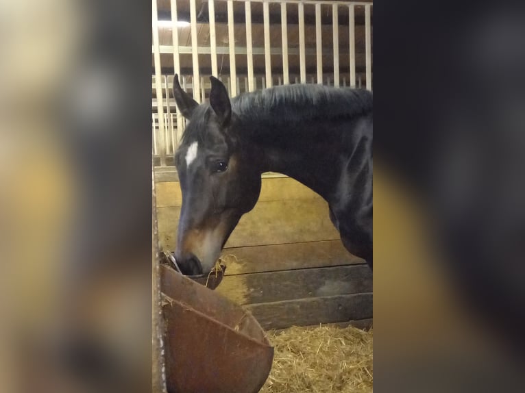 Österreichisches Warmblut Stute 5 Jahre 170 cm Schwarzbrauner in Berg im Attergau