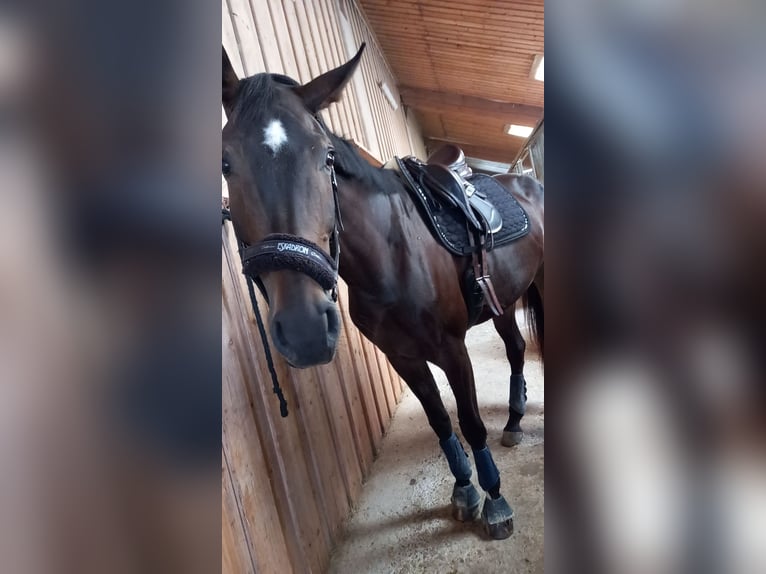 Österreichisches Warmblut Stute 5 Jahre 170 cm Schwarzbrauner in Berg im Attergau