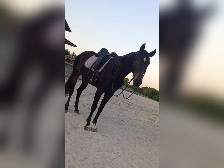 Österreichisches Warmblut Stute 5 Jahre 170 cm Schwarzbrauner in Berg im Attergau