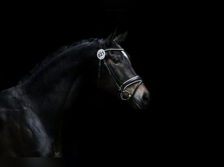 Österreichisches Warmblut Stute 5 Jahre 170 cm Schwarzbrauner in Berg im Attergau