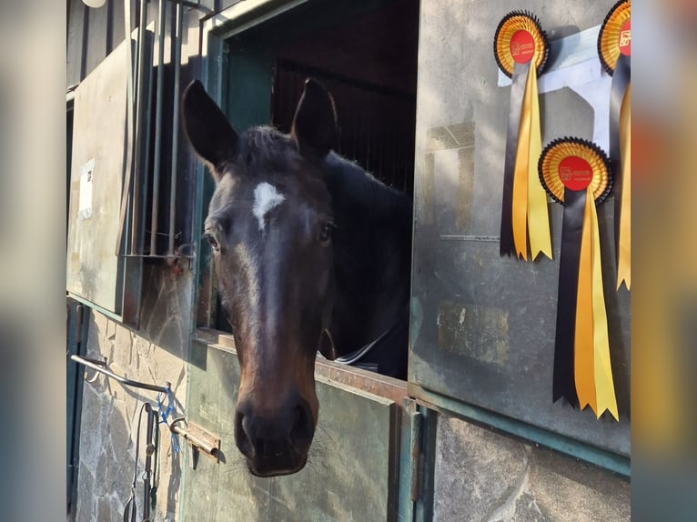 Österreichisches Warmblut Stute 5 Jahre 170 cm Schwarzbrauner in Eichgraben