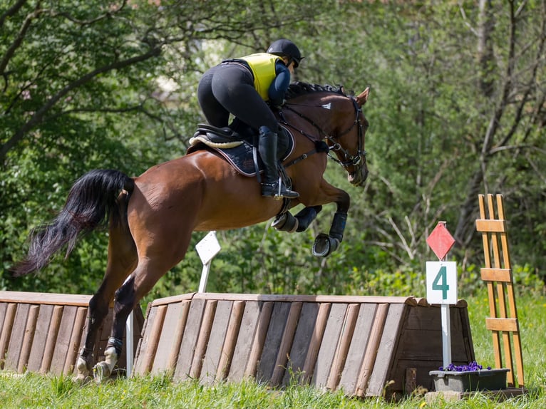 Österreichisches Warmblut Stute 5 Jahre 172 cm Brauner in Feldbach