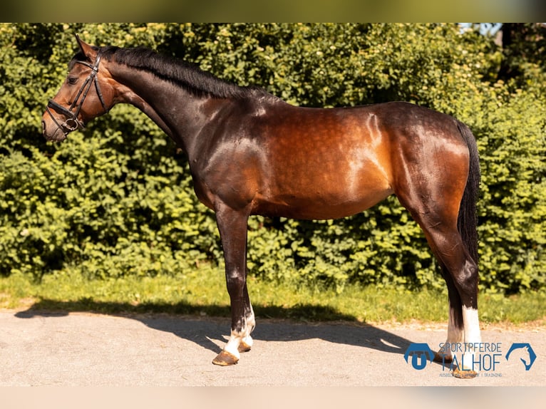 Österreichisches Warmblut Stute 5 Jahre 172 cm Brauner in Korntal-Münchingen