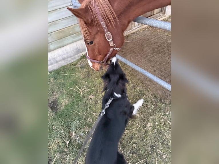 Österreichisches Warmblut Stute 5 Jahre 172 cm Fuchs in Sittendorf
