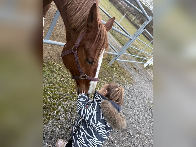 Österreichisches Warmblut Stute 5 Jahre 172 cm Fuchs in Sittendorf