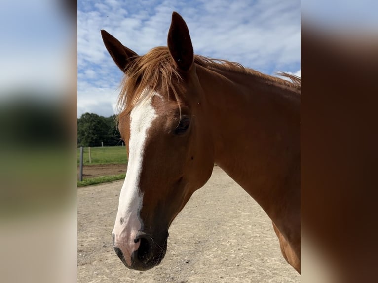 Österreichisches Warmblut Stute 5 Jahre 172 cm Fuchs in Sittendorf