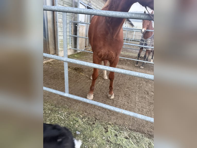 Österreichisches Warmblut Stute 5 Jahre 172 cm Fuchs in Sittendorf