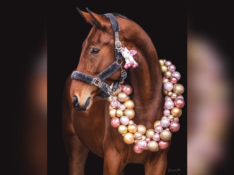 Österreichisches Warmblut Stute 5 Jahre 173 cm Brauner in Possau