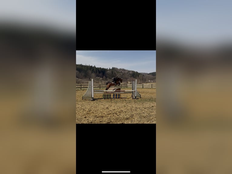Österreichisches Warmblut Stute 5 Jahre 175 cm Brauner in Feldbach