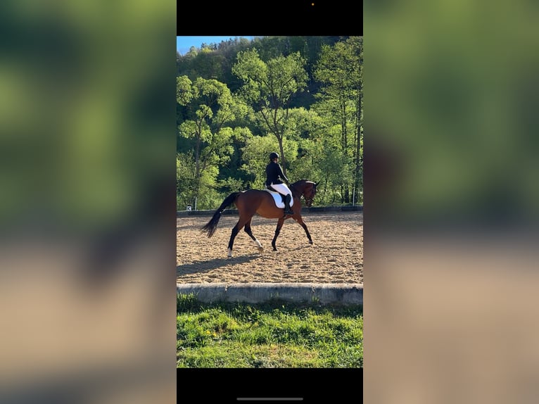 Österreichisches Warmblut Stute 5 Jahre 175 cm Brauner in Feldbach