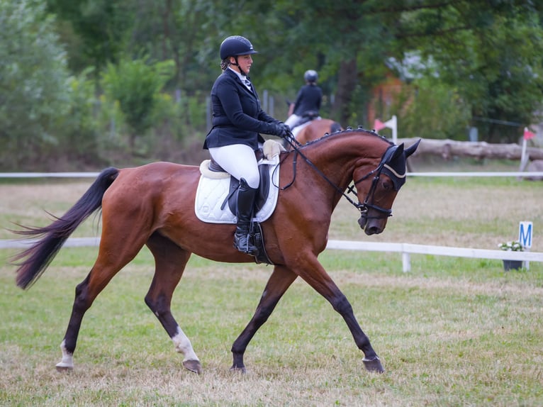 Österreichisches Warmblut Stute 5 Jahre 175 cm Brauner in Feldbach