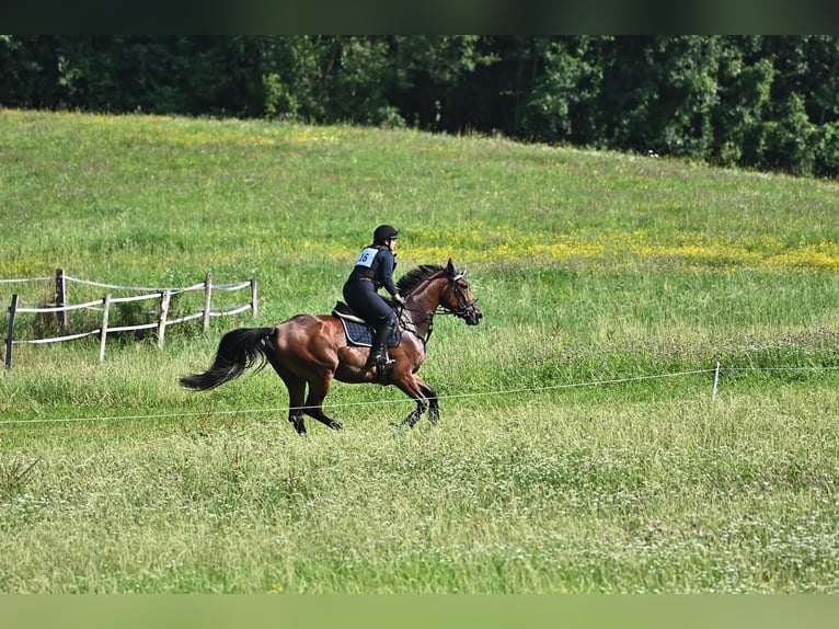Österreichisches Warmblut Stute 5 Jahre 175 cm Brauner in Feldbach