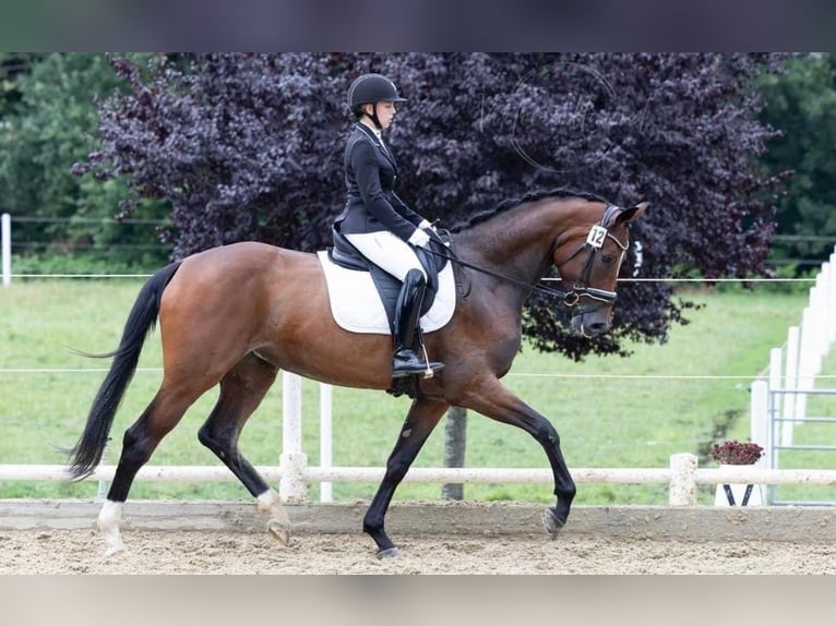 Österreichisches Warmblut Stute 5 Jahre Brauner in Gössendorf