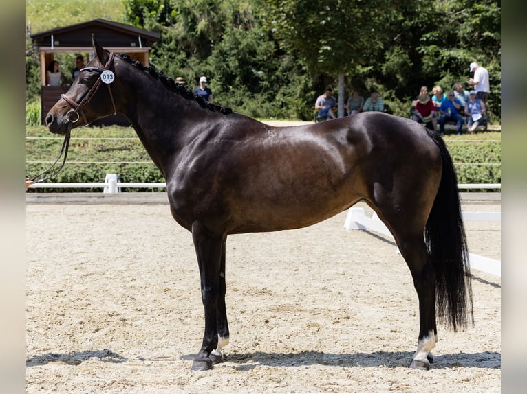 Österreichisches Warmblut Stute 6 Jahre 160 cm Dunkelbrauner in Sankt Martin am Wöllmißberg