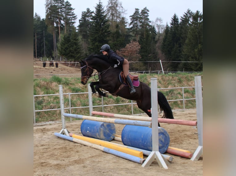 Österreichisches Warmblut Stute 6 Jahre 160 cm Dunkelbrauner in Sankt Martin am Wöllmißberg