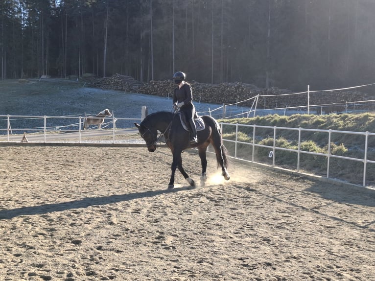 Österreichisches Warmblut Stute 6 Jahre 160 cm Dunkelbrauner in Edelschrott