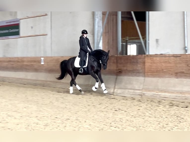 Österreichisches Warmblut Stute 6 Jahre 163 cm Rappe in Wels