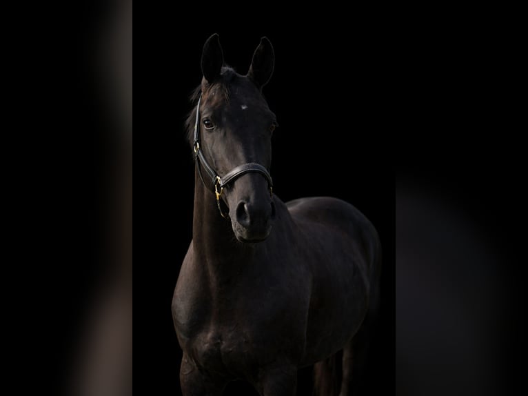 Österreichisches Warmblut Stute 6 Jahre 163 cm Rappe in Wels