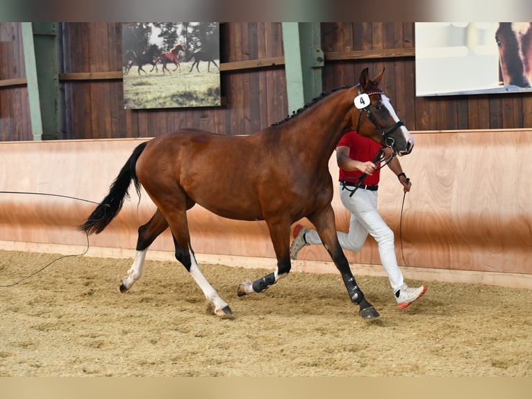 Österreichisches Warmblut Stute 6 Jahre 164 cm Brauner in Graz,12.Bez.:Andritz Österreichisches Warmblut Stute 6 Jahre 164 cm Brauner in Graz,12.Bez.:Andritz