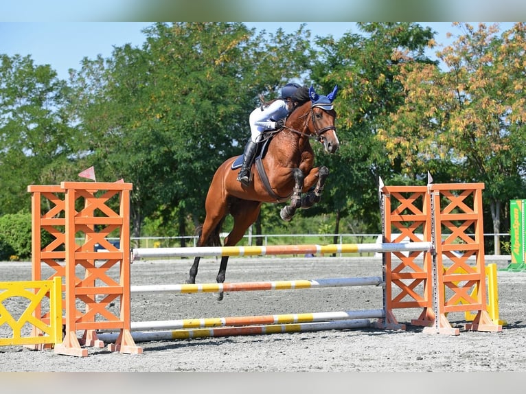 Österreichisches Warmblut Stute 6 Jahre 164 cm Brauner in Deutschlandsberg