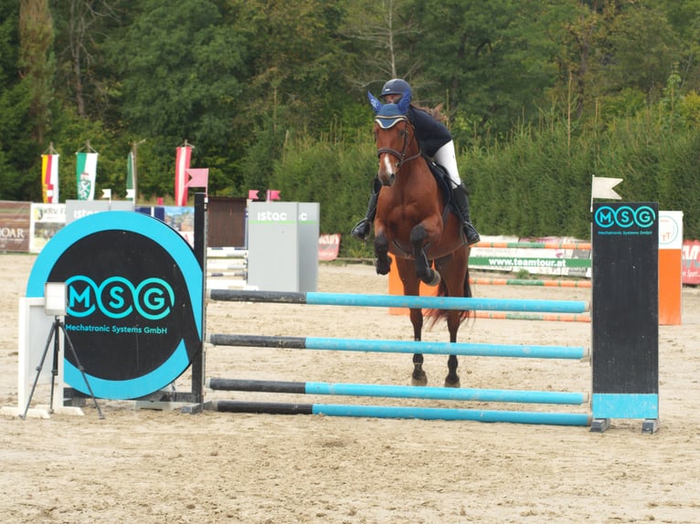 Österreichisches Warmblut Stute 6 Jahre 164 cm Brauner in Feldbach