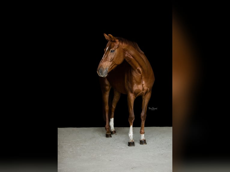 Österreichisches Warmblut Stute 6 Jahre 164 cm Fuchs in Pfarrkirchen bei Bad Hall