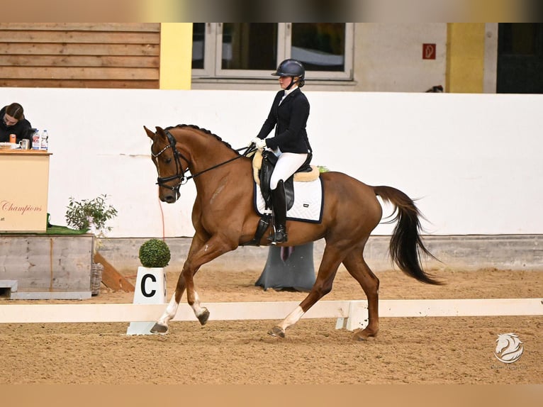 Österreichisches Warmblut Stute 6 Jahre 164 cm Fuchs in Pfarrkirchen bei Bad Hall