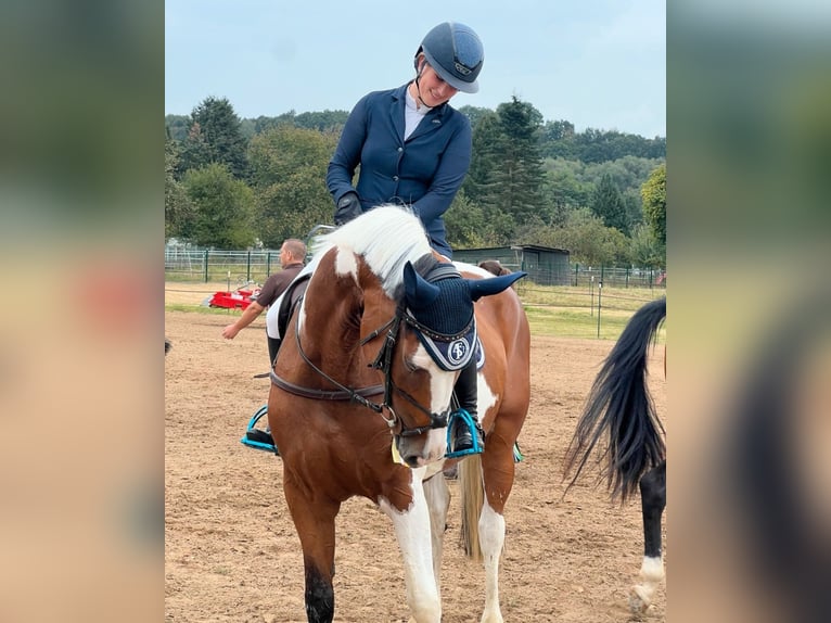 Österreichisches Warmblut Stute 6 Jahre 164 cm Schecke in Burghaun