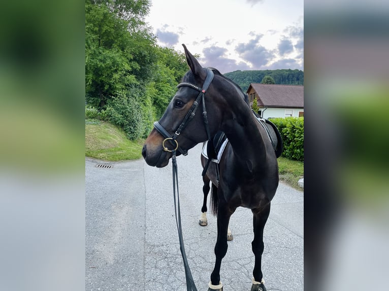 Österreichisches Warmblut Stute 6 Jahre 165 cm Schwarzbrauner in Wien, Donaustadt