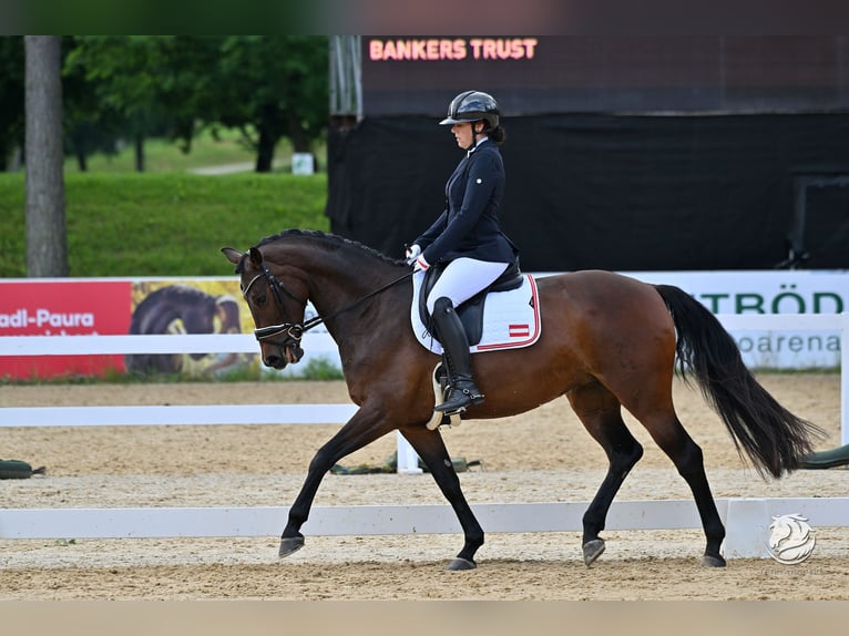 Österreichisches Warmblut Stute 6 Jahre 167 cm Brauner in St Marein bei Graz