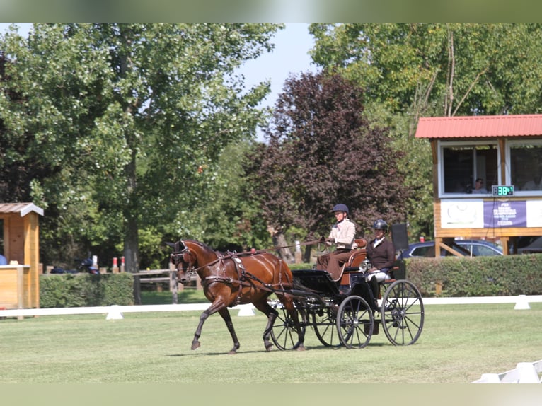 Österreichisches Warmblut Stute 6 Jahre 167 cm Brauner in St Marein bei Graz