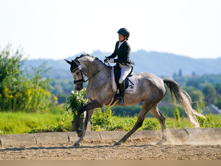 Österreichisches Warmblut Stute 6 Jahre 168 cm Apfelschimmel in Güssing