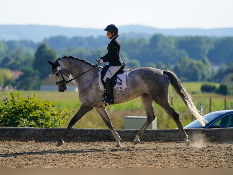 Österreichisches Warmblut Stute 6 Jahre 168 cm Apfelschimmel in Güssing