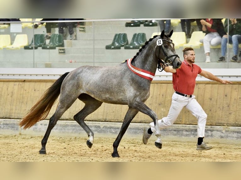 Österreichisches Warmblut Stute 6 Jahre 168 cm Apfelschimmel in Güssing