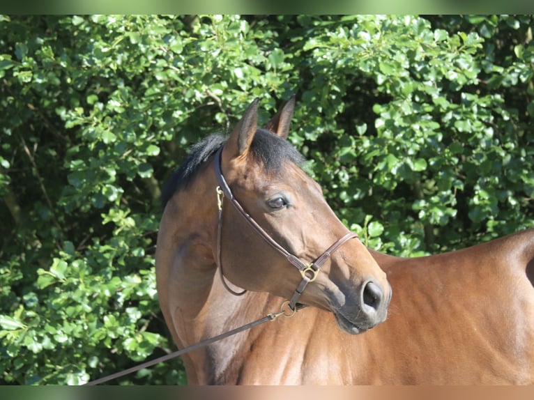 Österreichisches Warmblut Stute 6 Jahre 168 cm Brauner in Erharting