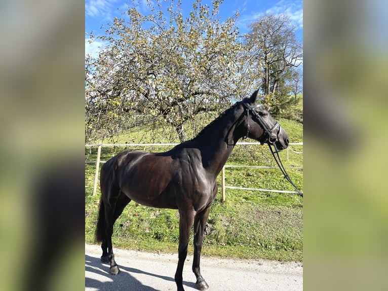 Österreichisches Warmblut Stute 6 Jahre 170 cm Rappe in Gleinkerau