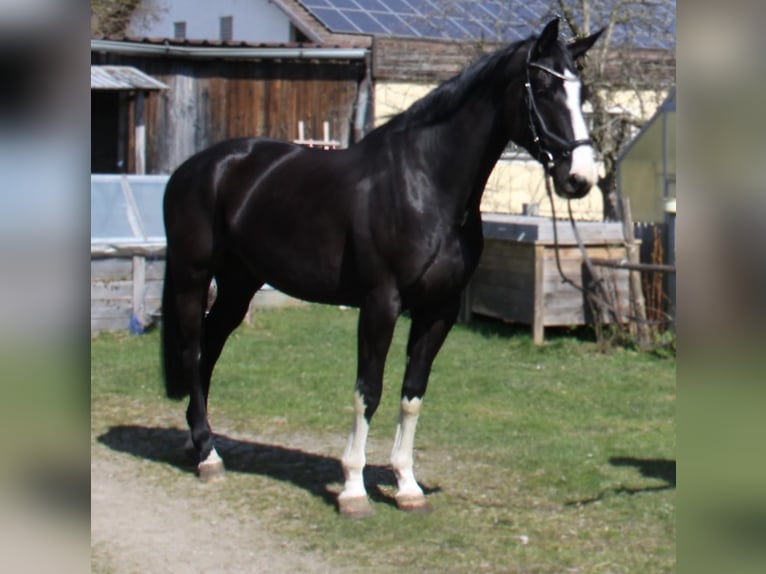 Österreichisches Warmblut Stute 6 Jahre 170 cm Rappe in Winhöring