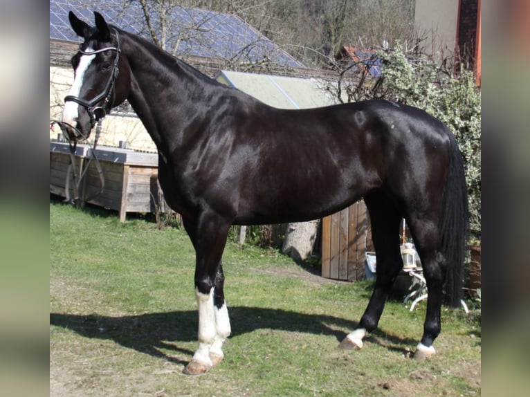 Österreichisches Warmblut Stute 6 Jahre 170 cm Rappe in Winhöring