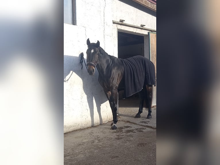 Österreichisches Warmblut Stute 6 Jahre 170 cm Schwarzbrauner in Berg im Attergau