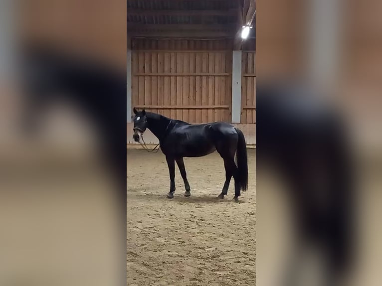 Österreichisches Warmblut Stute 6 Jahre 170 cm Schwarzbrauner in Berg im Attergau