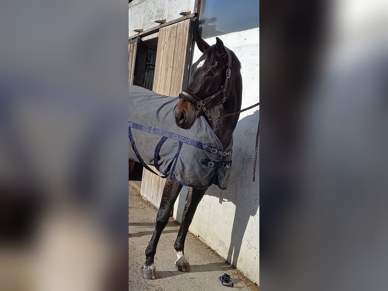 Österreichisches Warmblut Stute 6 Jahre 170 cm Schwarzbrauner in Berg im Attergau